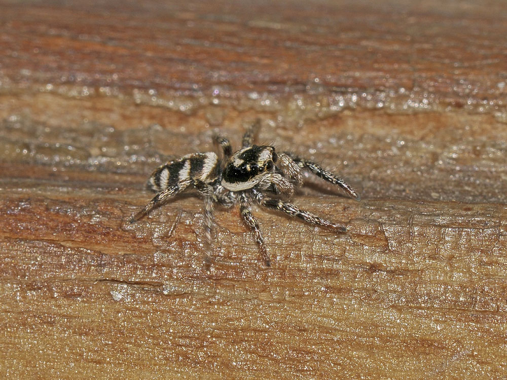 Maschio subadulto di Salticus scenicus - Avigliana (TO)